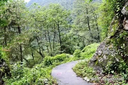 大无名森林逃生